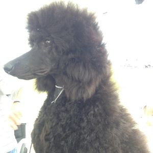 Meet your Posher, Heather